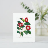Camellia-plaat: Bokuhan Briefkaart (Staand voorkant)