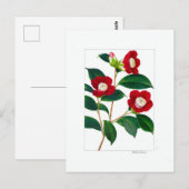 Camellia-plaat: Bokuhan Briefkaart (Voorkant / Achterkant)