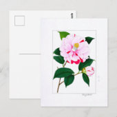 Camellia-plaat: Kayoidori Briefkaart (Voorkant / Achterkant)