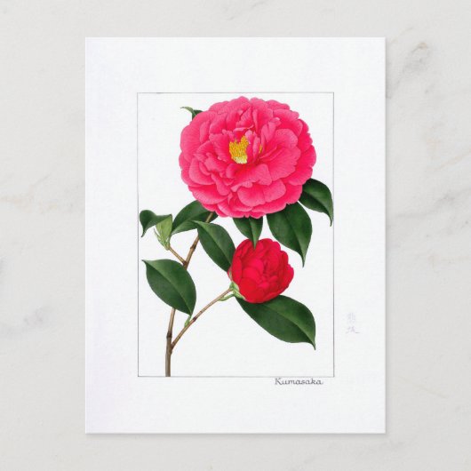 Camellia-plaat: Kumasaka Briefkaart (Voorkant)