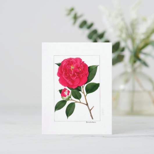 Camellia Plate: Benibotan Briefkaart (Staand voorkant)