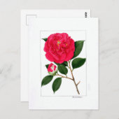 Camellia Plate: Benibotan Briefkaart (Voorkant / Achterkant)