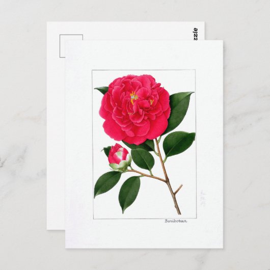 Camellia Plate: Benibotan Briefkaart (Voorkant / Achterkant)