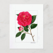 Camellia Plate: Benibotan Briefkaart (Voorkant)