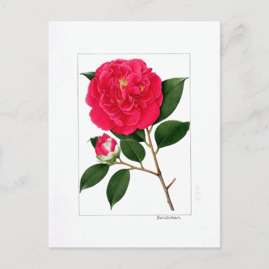 Camellia Plate: Benibotan Briefkaart (Voorkant)