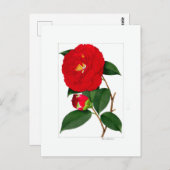 Camellia Plate: Benikirin Briefkaart (Voorkant / Achterkant)
