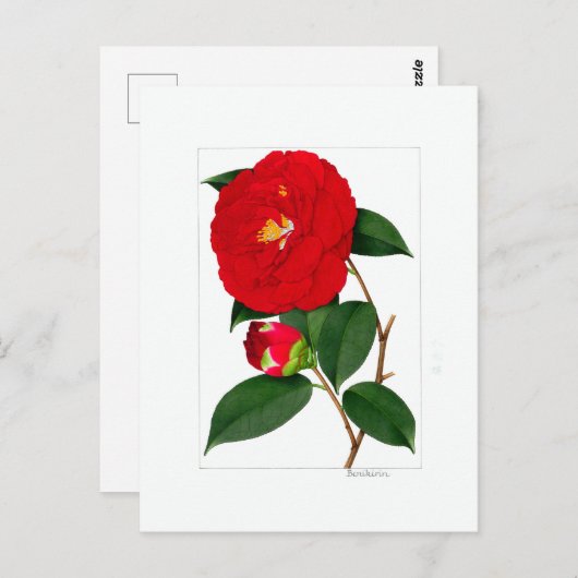Camellia Plate: Benikirin Briefkaart (Voorkant / Achterkant)