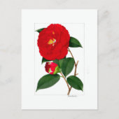 Camellia Plate: Benikirin Briefkaart (Voorkant)