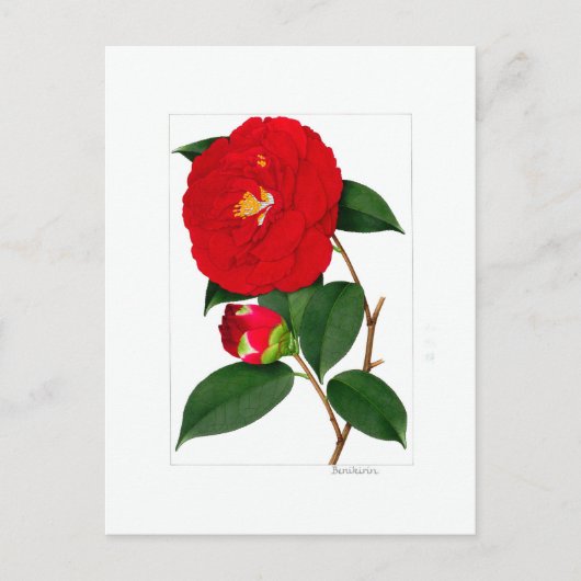 Camellia Plate: Benikirin Briefkaart (Voorkant)