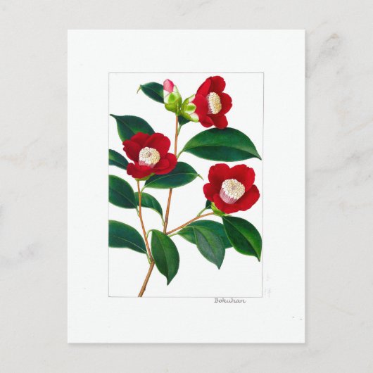 Camellia Plate: Bokuhan Briefkaart (Voorkant)