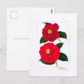 Camellia Plate: Hijirimen & Suzukayama Briefkaart (Voorkant / Achterkant)