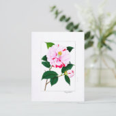 Camellia Plate: Kayoidori Briefkaart (Staand voorkant)