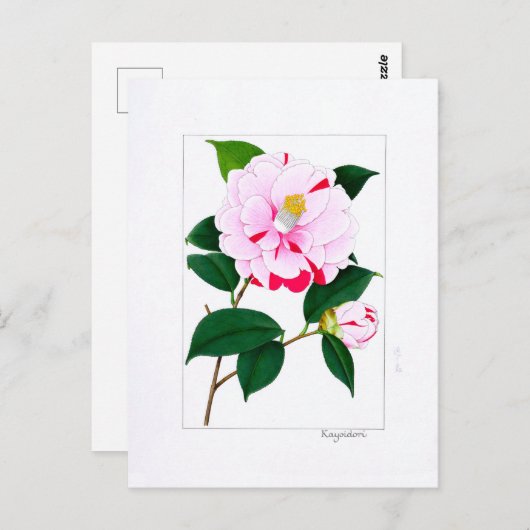 Camellia Plate: Kayoidori Briefkaart (Voorkant / Achterkant)