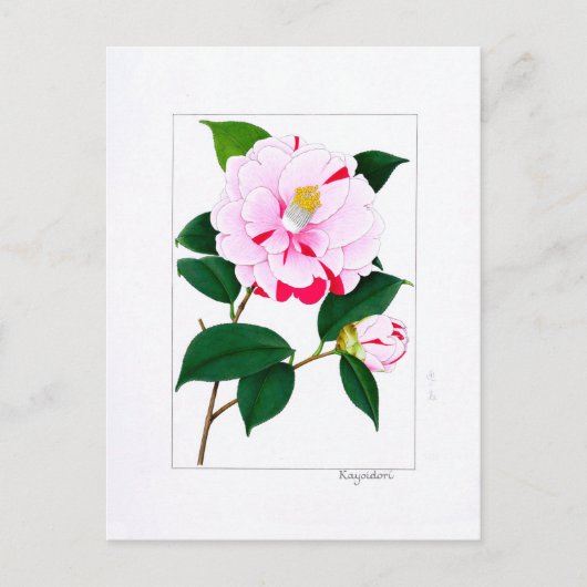 Camellia Plate: Kayoidori Briefkaart (Voorkant)