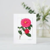 Camellia Plate: Kumasaka Briefkaart (Staand voorkant)