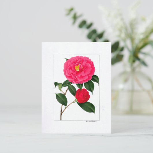 Camellia Plate: Kumasaka Briefkaart (Staand voorkant)