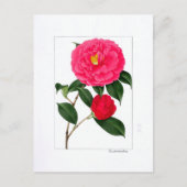 Camellia Plate: Kumasaka Briefkaart (Voorkant)