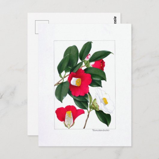 Camellia Plate: Yamatsubaki Briefkaart (Voorkant / Achterkant)