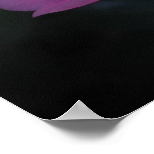 Camellia Poster (Hoek)