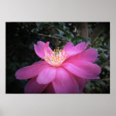 Camellia Poster (Voorkant)