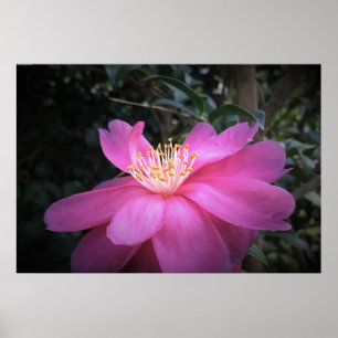 Camellia Poster