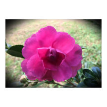 Camellia