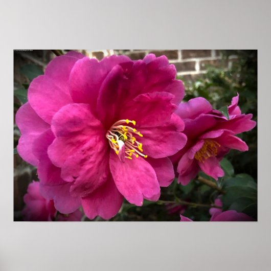 Camellia Poster (Voorkant)