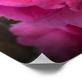 Camellia Poster (Hoek)