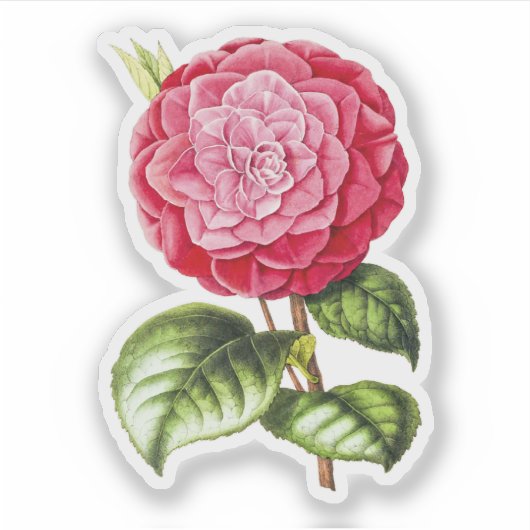 Camellia, roze roze roze kleur sticker (Voorkant)
