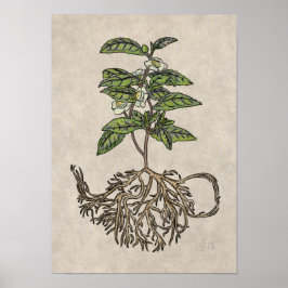 Camellia sinensis - plant van thee poster