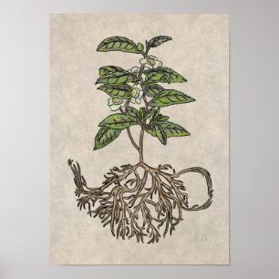 Camellia sinensis - plant van thee poster