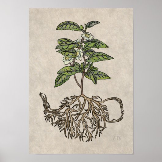 Camellia sinensis - plant van thee poster (Voorkant)