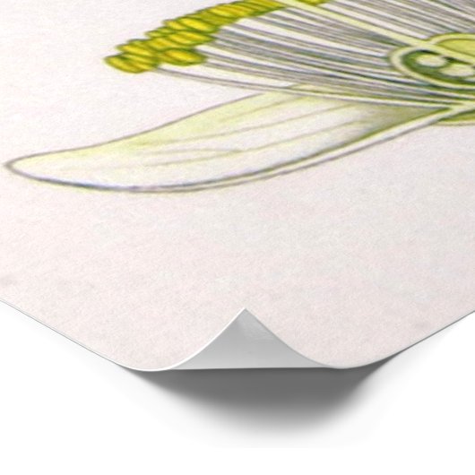 Camellia Sinensis Thea Sinensis Poster van de thee (Hoek)