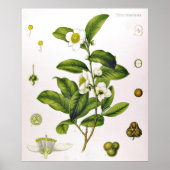 Camellia Sinensis Thea Sinensis Poster van de thee (Voorkant)