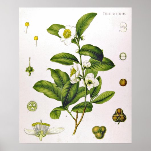 Camellia Sinensis Thea Sinensis Poster van de thee (Voorkant)
