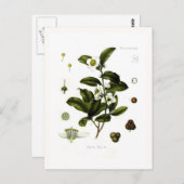 Camellia sinensis (thee) briefkaart (Voorkant / Achterkant)
