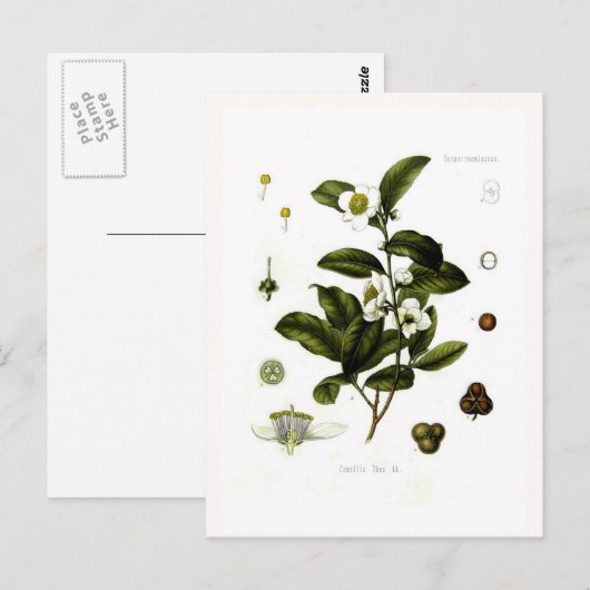 Camellia sinensis (thee) briefkaart (Voorkant / Achterkant)
