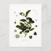 Camellia sinensis (thee) briefkaart (Voorkant)