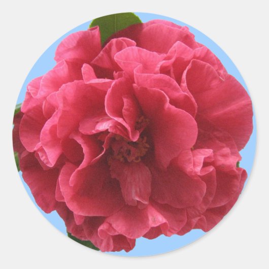 Camellia Sticker (Voorkant)