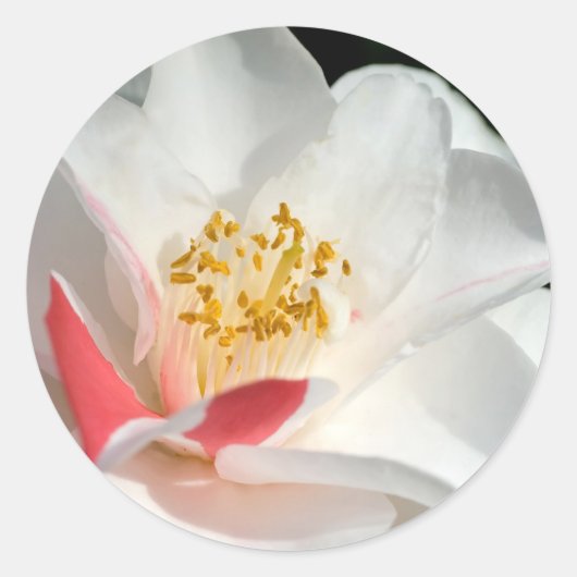 Camellia Stickers (Voorkant)