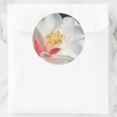 Camellia Stickers (Tas)