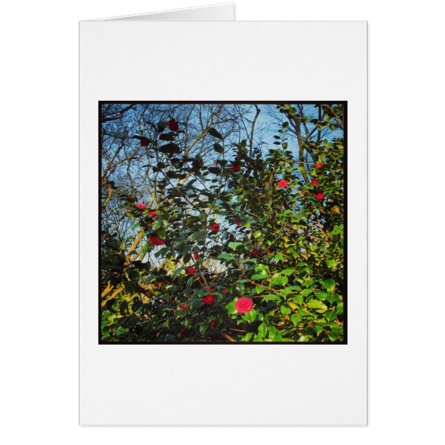 Camellia Struik. (Voorkant)