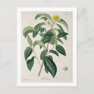 Camellia Thea van 'Phytographie Medicale' door Jos Briefkaart