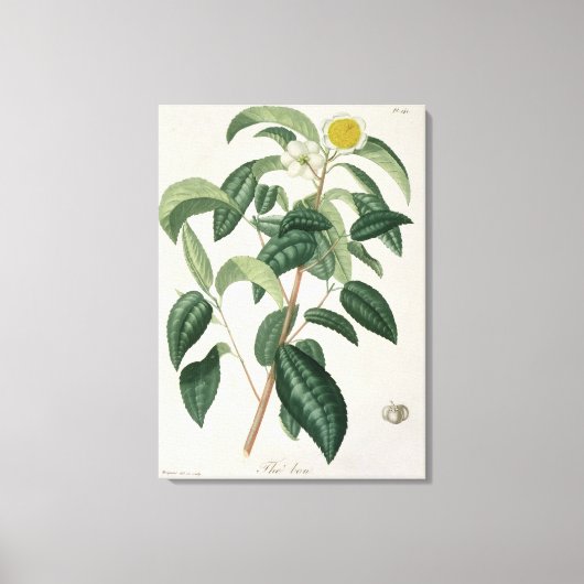 Camellia Thea van 'Phytographie Medicale' door Jos Canvas Afdruk (Voorkant)