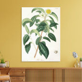 Camellia Thea van 'Phytographie Medicale' door Jos Canvas Afdruk (Insitu (Woonkamer))