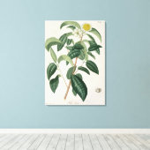 Camellia Thea van 'Phytographie Medicale' door Jos Canvas Afdruk (Insitu (Houten vloer))