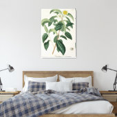 Camellia Thea van 'Phytographie Medicale' door Jos Canvas Afdruk (Insitu (Slaapkamer))