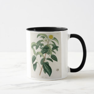 Camellia Thea van 'Phytographie Medicale' door Jos Mok