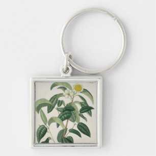 Camellia Thea van 'Phytographie Medicale' door Jos Sleutelhanger