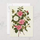 Camellia uit "A Monograph on the Genus" Briefkaart (Voorkant / Achterkant)